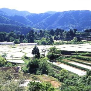 Rice Terraces of Yokoo