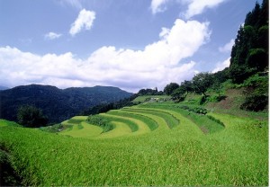 Rice Terraces of Wasabu